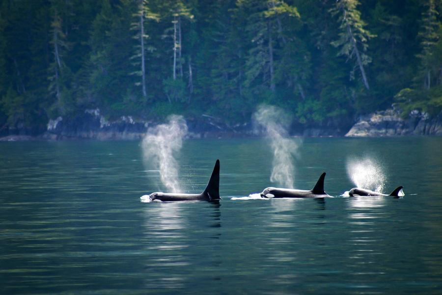 Three orcas breaching in the ocean with a forest behind.